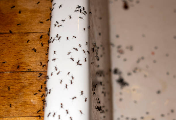 Best Local Pest Control Services  in Grapeland, TX